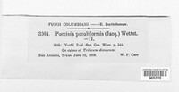 Puccinia poculiformis image